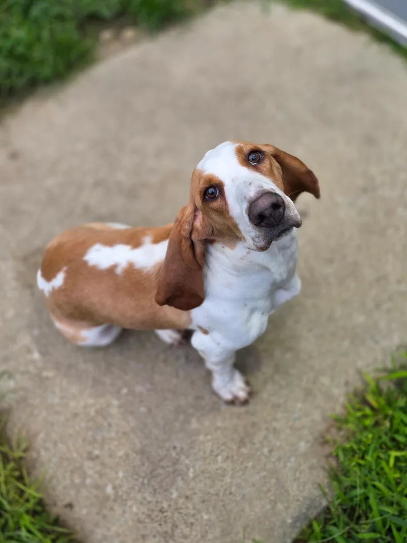 An adult medium-sized male Basset Hound dog named Cooper for adoption in Brookville, OH