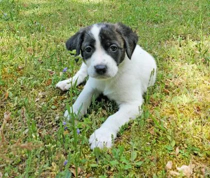 A baby small-sized female Beagle dog named Bessie for adoption in King William, VA
