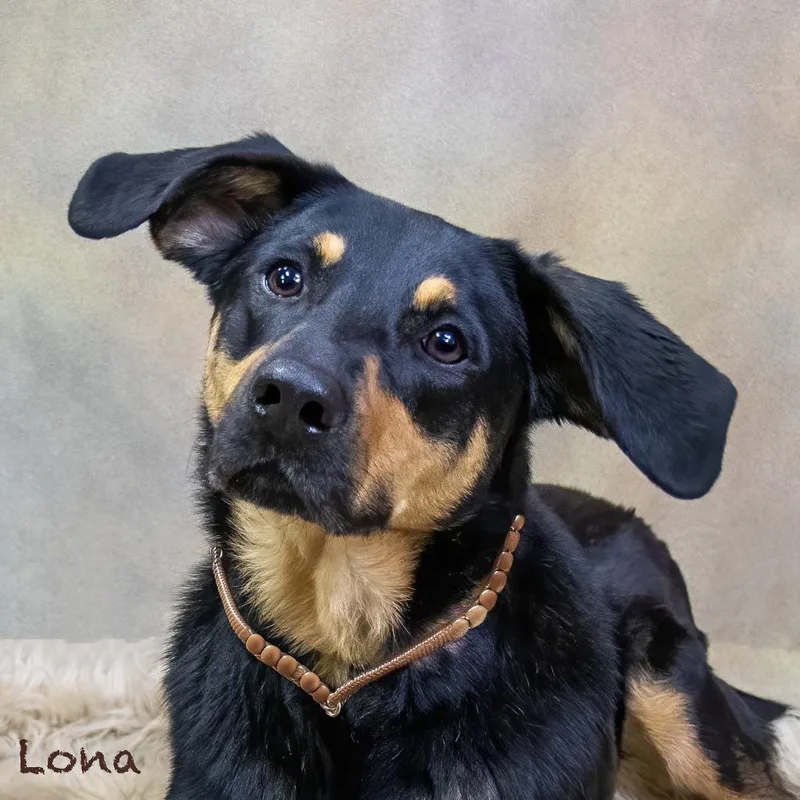 An adult large-sized female Black Shepherd dog named Lona for adoption in Northbrook, IL