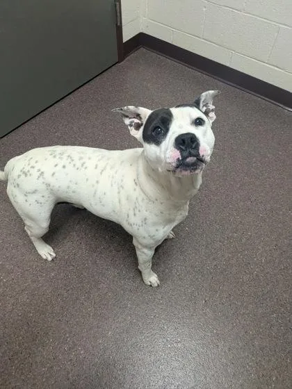 An adult medium-sized female Mixed Breed dog named Nellie for adoption in Louisburg, NC