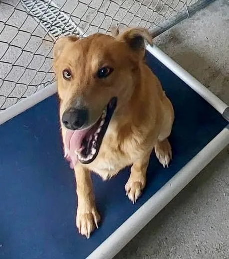 Enzo  Ac thumbnail 2