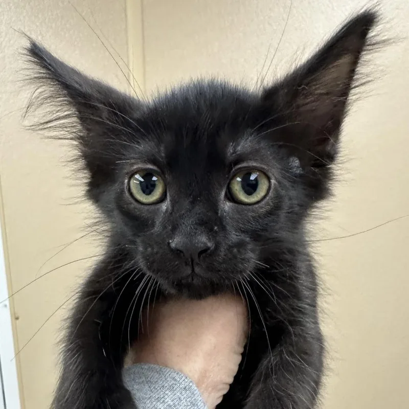 A baby small-sized male Domestic Medium Hair cat named Caraway for adoption in Naperville, IL