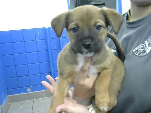 A baby small-sized male Miniature Pinscher dog named Sleepy for adoption in Albuquerque, NM