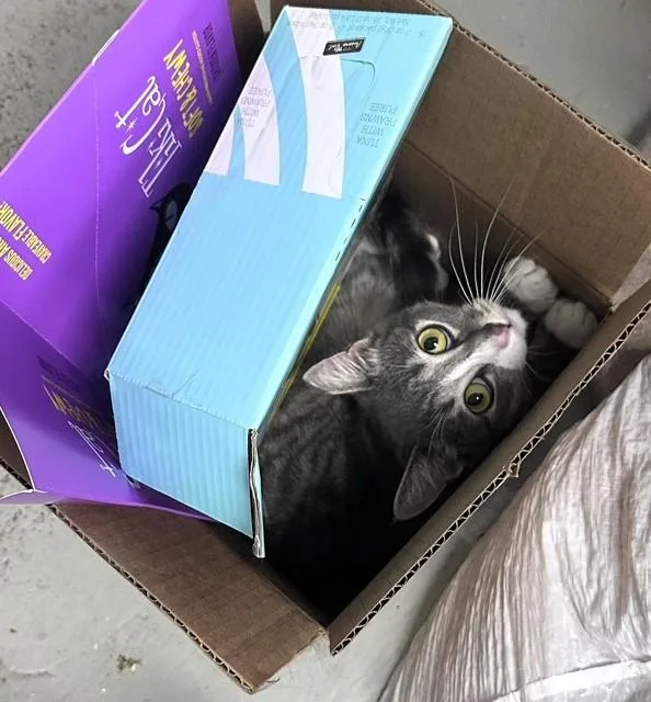 A young medium-sized female Gray & White Domestic Short Hair cat named Viva La Vida for adoption in Pottstown, PA
