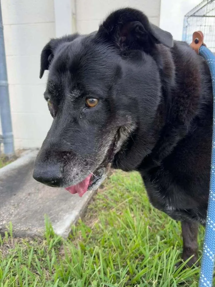 A senior large-sized female Labrador Retriever dog named Annie for adoption in Scott, LA