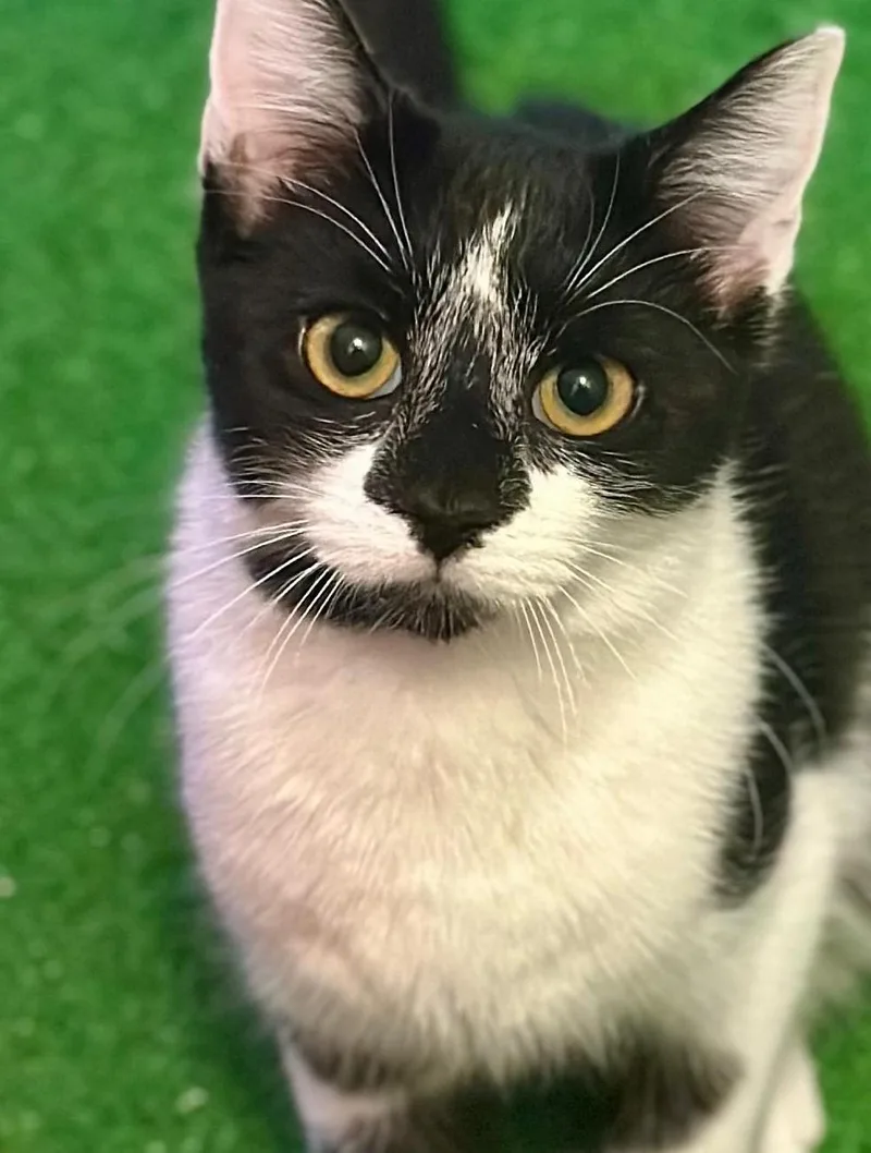 A baby small-sized female Black & White / Tuxedo American Shorthair cat named Betty Cow And Tiny for adoption in Bennington, VT