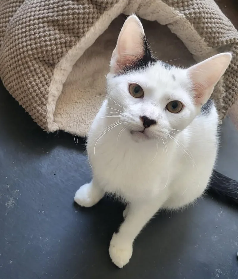 Betty Cow And Tiny thumbnail 2