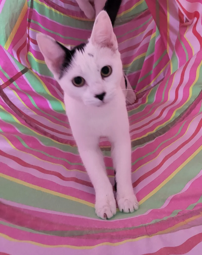 Betty Cow And Tiny thumbnail 3