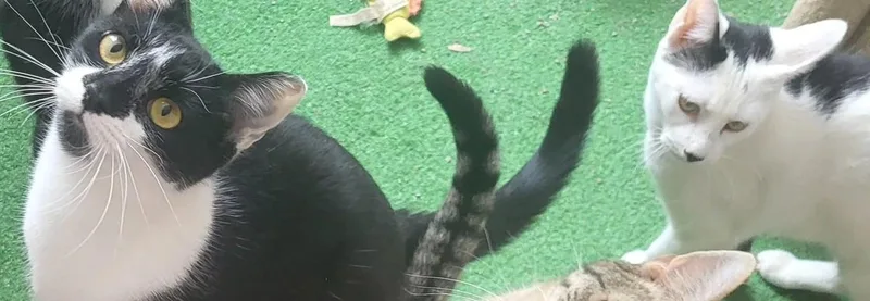 Betty Cow And Tiny thumbnail 4