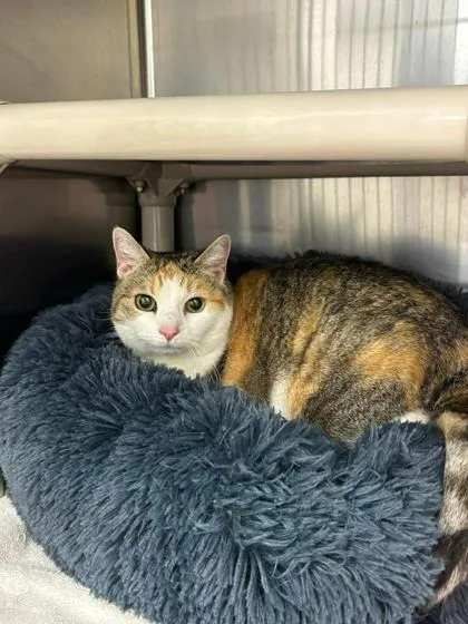 A senior large-sized female Domestic Short Hair cat named Prim for adoption in Annapolis, MD
