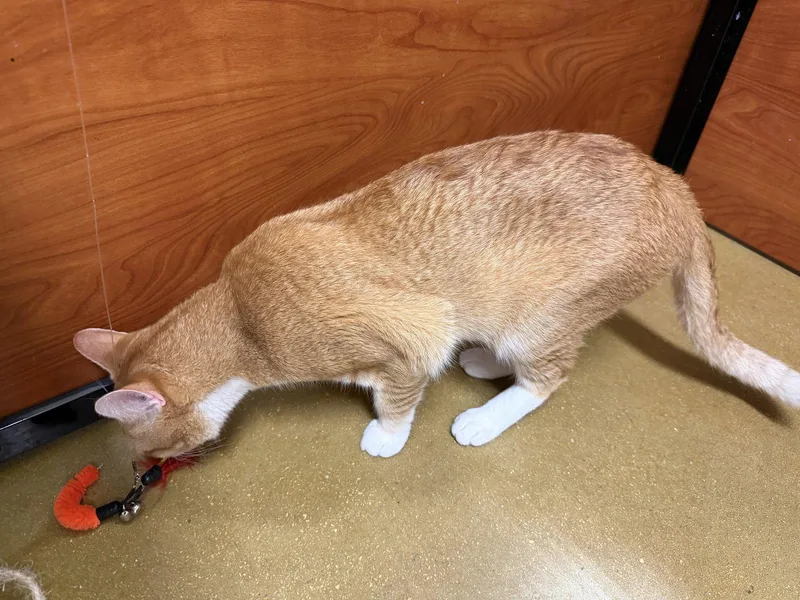 A young large-sized male Orange & White Domestic Short Hair cat named Melon for adoption in Pompano Beach, FL