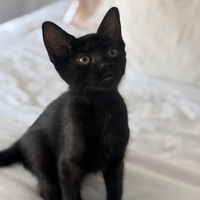 A baby small-sized female Black Domestic Short Hair cat named Thursday for adoption in Middle Village, NY