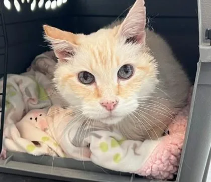 A senior medium-sized male Domestic Short Hair cat named Creamy for adoption in Sultan, WA