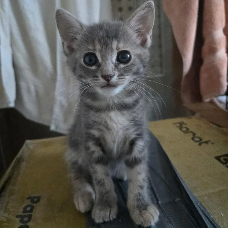 A baby small-sized female Gray / Blue / Silver Domestic Short Hair cat named Mila Baby for adoption in Long Beach, CA