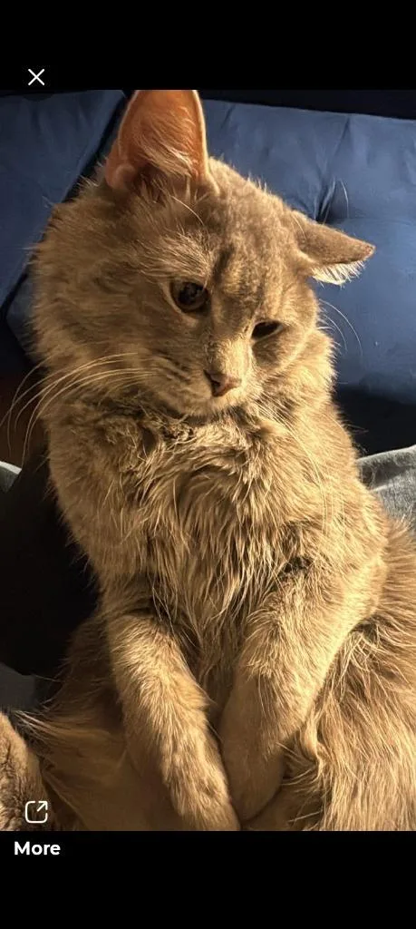 A young small-sized male Domestic Long Hair cat named Nylo for adoption in LIberty, NY