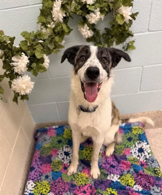 A young large-sized male Australian Cattle Dog / Blue Heeler dog named Shiloh for adoption in Brighton, CO