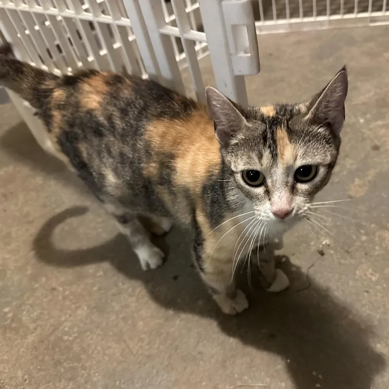 A young medium-sized female Calico Siamese cat named Maggie for adoption in Morganfield, KY
