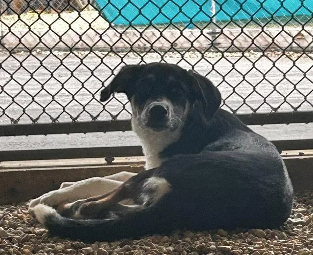 A young medium-sized female Labrador Retriever dog named furgie Months for adoption in Sterling, MA