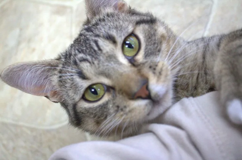 Alfie thumbnail 2