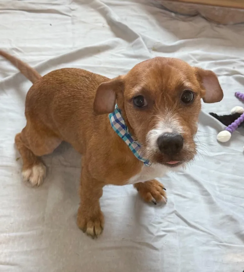 A baby medium-sized male Dachshund dog named Twitter for adoption in Columbia, IL