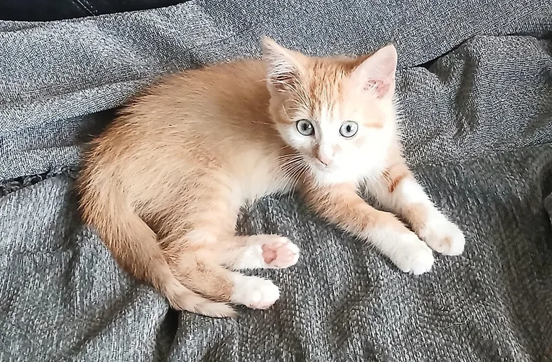 A young medium-sized female Domestic Short Hair cat named Peaches for adoption in Lititz, PA
