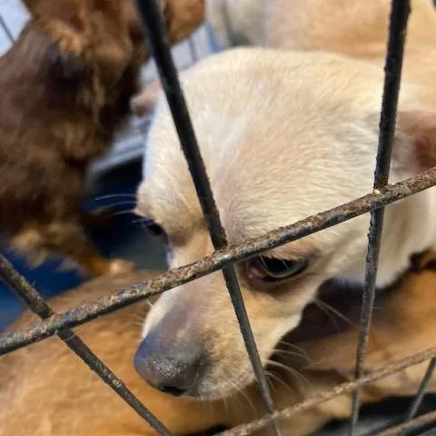 An adult small-sized male Yellow / Tan / Blond / Fawn Chihuahua dog named Dr Pepper for adoption in West Chester, PA