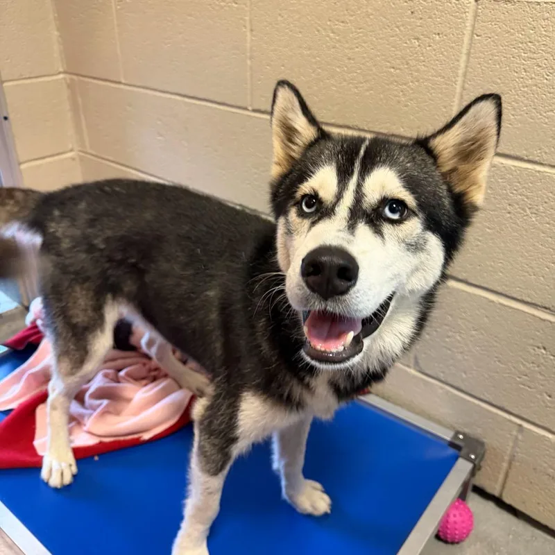 A young medium-sized male Husky dog named Sammy Jr. for adoption in Newark, DE