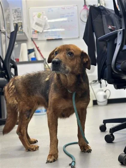 An adult large-sized female Mixed Breed dog named Saturn for adoption in West Chester, PA