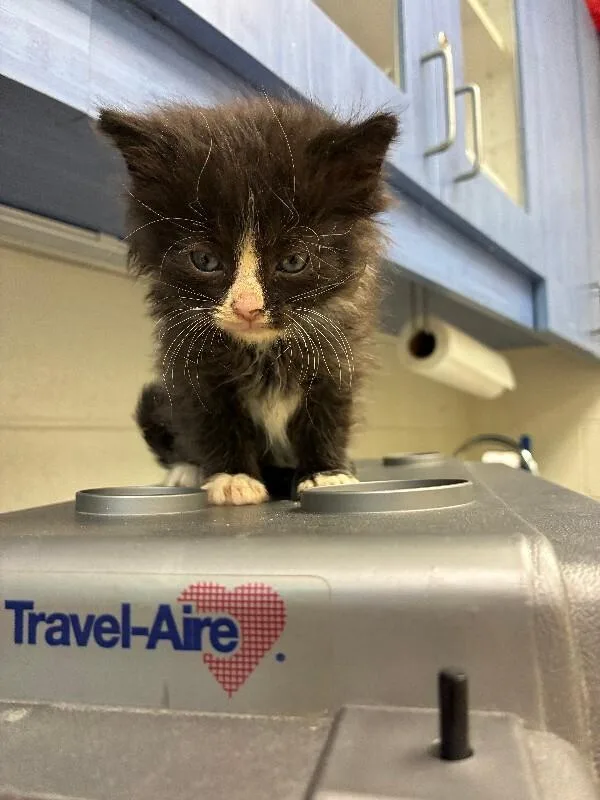 A young medium-sized female Brown / Chocolate Domestic Medium Hair cat named Sprout for adoption in Disputanta, VA