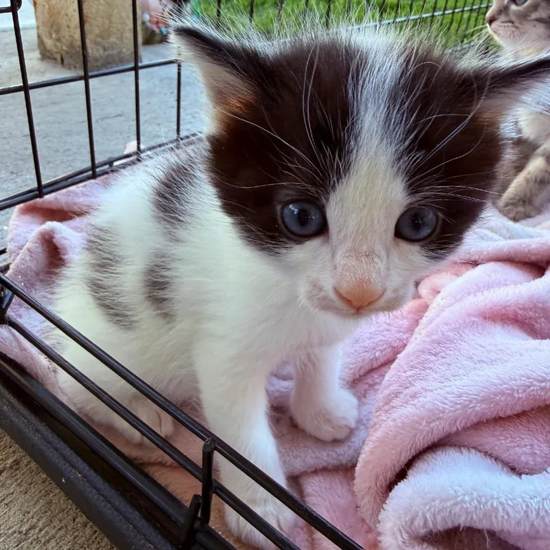 A baby small-sized male White Domestic Short Hair cat named Pandy for adoption in Layton, UT