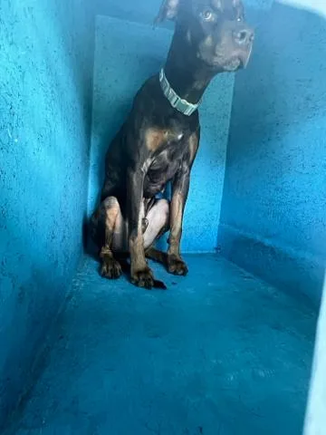 An adult large-sized male Mixed Breed dog named Cody for adoption in West Palm Beach, FL