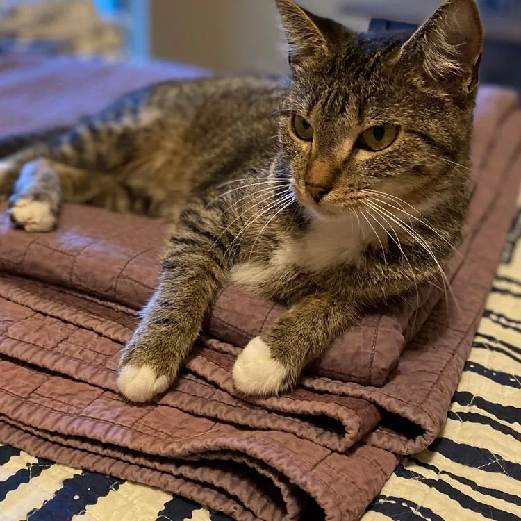 An adult medium-sized female Brown / Chocolate Domestic Short Hair cat named Amy C for adoption in Prosper, TX