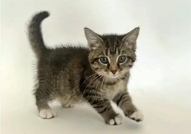 A baby small-sized female Domestic Short Hair cat named Sara Lee for adoption in Saint Louis, MO