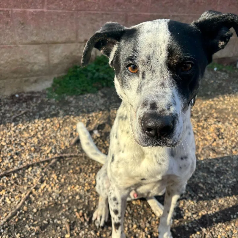 An adult medium-sized male Black Mixed Breed dog named Glacier for adoption in Fredericksburg, VA