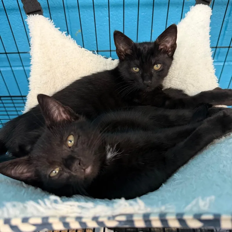 A baby small-sized male Black Domestic Short Hair cat named Red Sox for adoption in Troy, VA