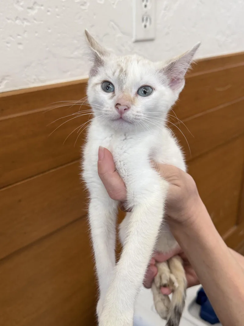 A baby medium-sized female Siamese cat named Whimsy for adoption in Napa, CA