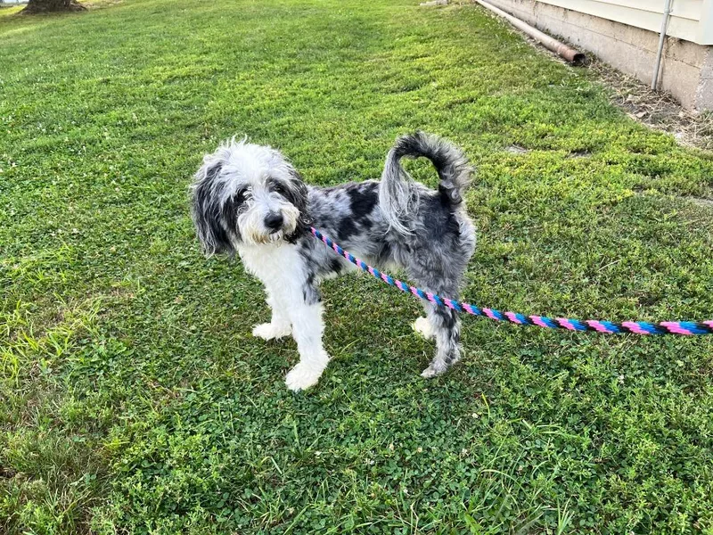 A young medium-sized male Poodle dog named Rigby for adoption in Shorewood, IL