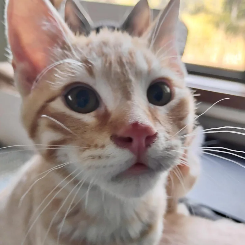A baby medium-sized male Orange / Red Domestic Short Hair cat named Mango for adoption in Sonora, CA
