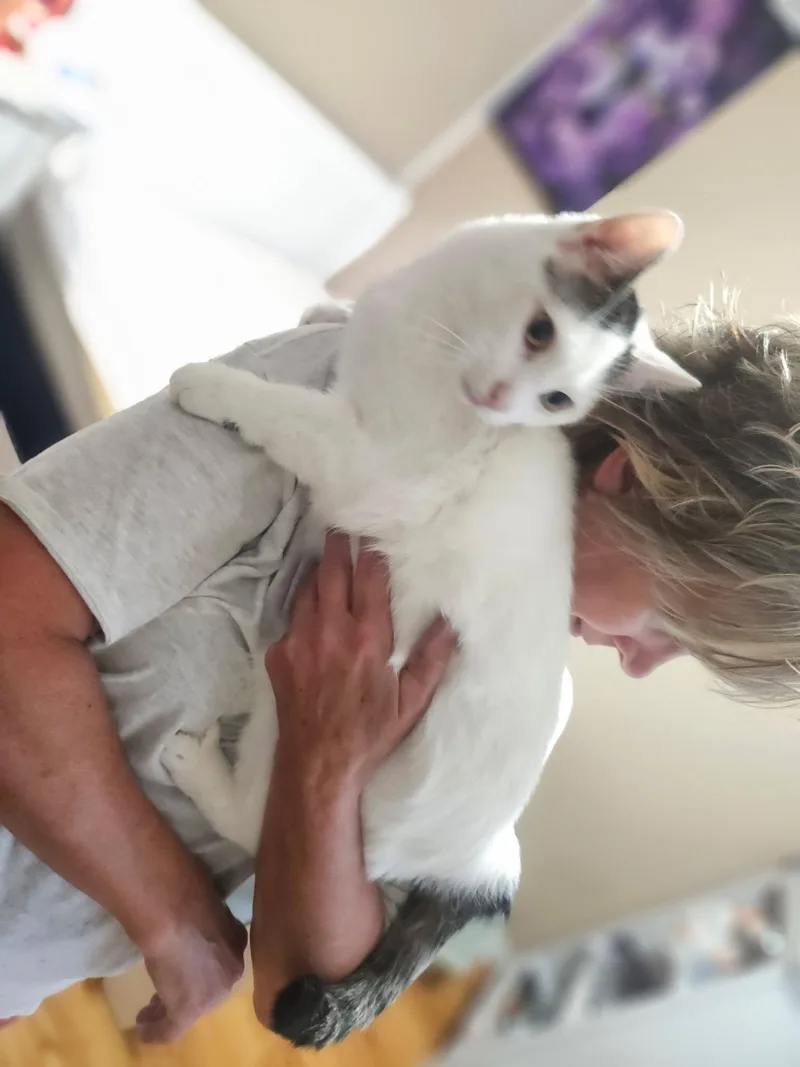 Milo sweet lap cat