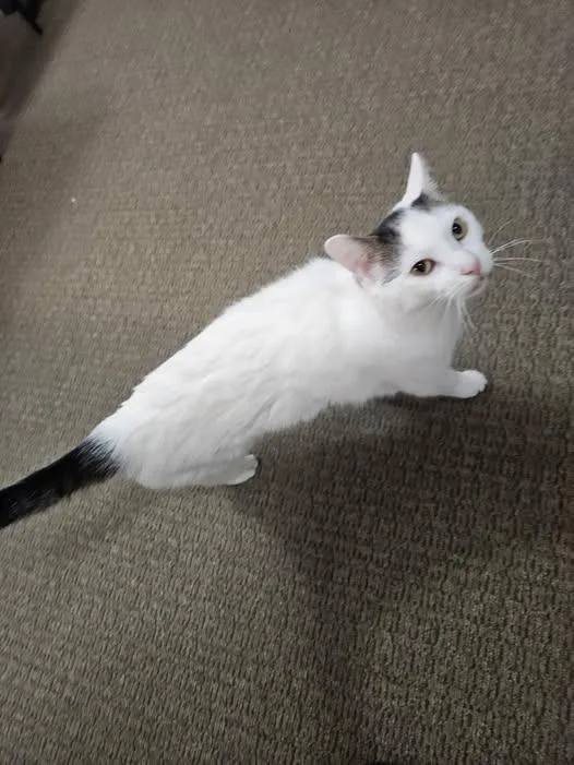 Milo sweet lap cat thumbnail 2