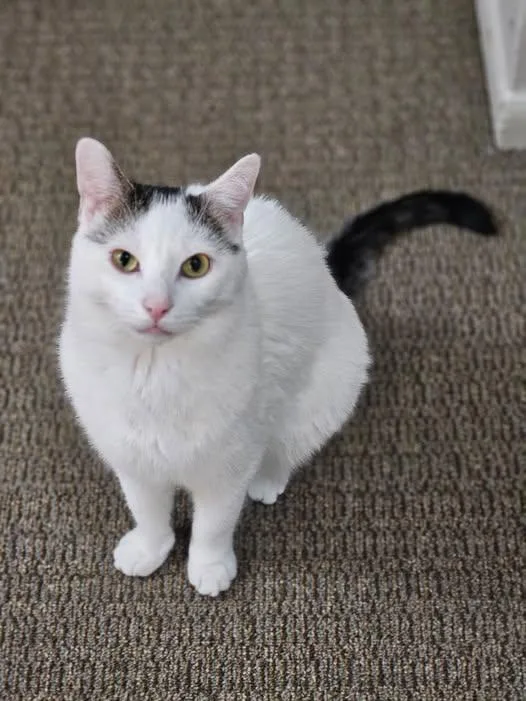 Milo sweet lap cat thumbnail 3