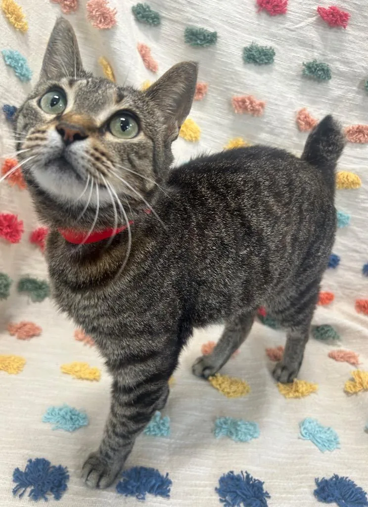 A young medium-sized female Domestic Short Hair cat named Persephone for adoption in Denham Springs, LA