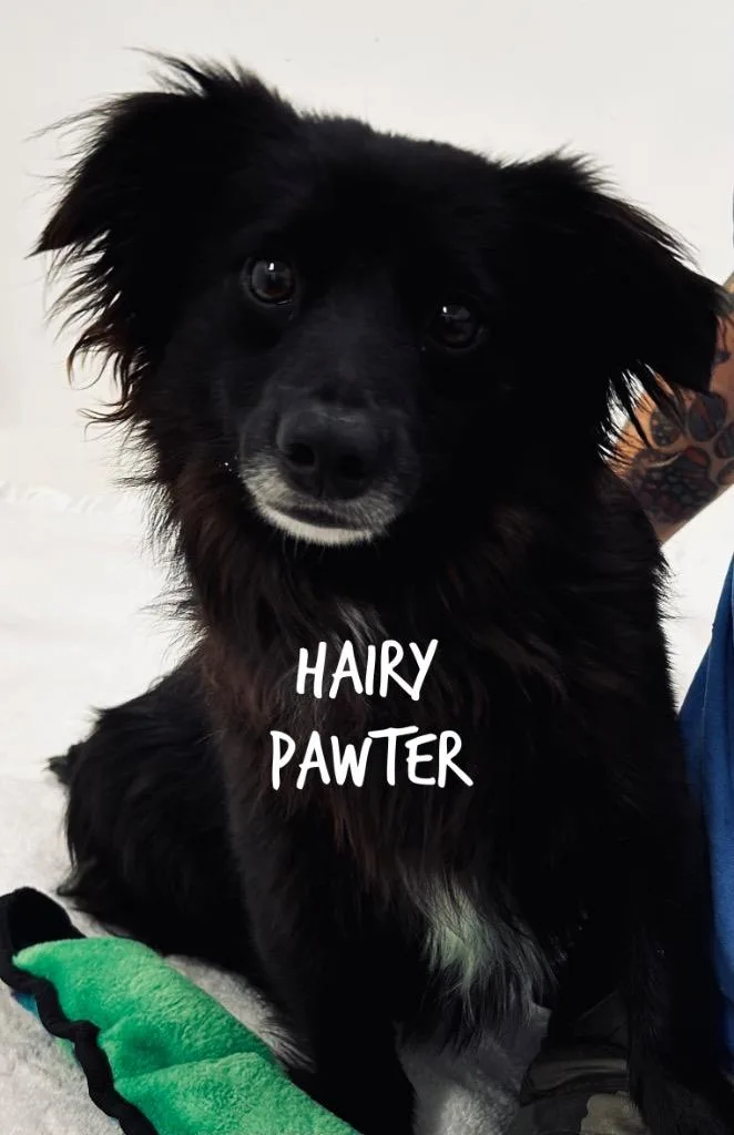 Hairy Pawter
