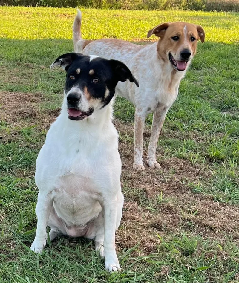 An adult large-sized female Australian Shepherd dog named Amber for adoption in Farmersville, TX
