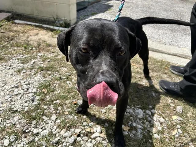 A young large-sized female Pit Bull Terrier dog named Pandora for adoption in Ocala, FL