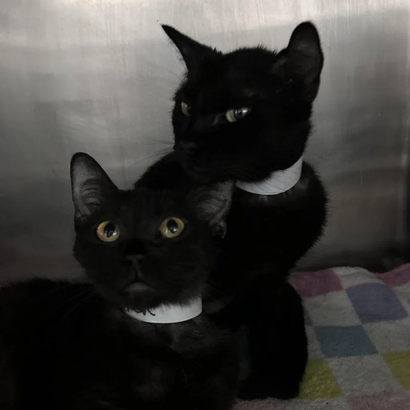 A baby small-sized female Black Domestic Short Hair cat named Tess for adoption in Lakeland, FL