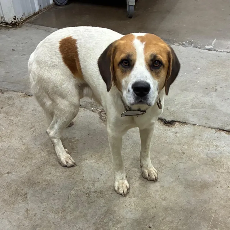 An adult small-sized male Mixed Breed dog named Mayonnaise for adoption in Corbin, KY