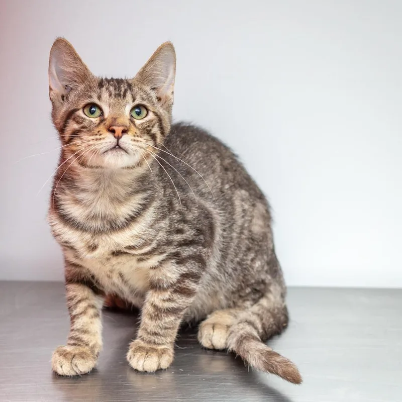 A baby small-sized male Gray / Blue / Silver Domestic Short Hair cat named Mercer for adoption in Hattiesburg, MS