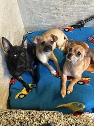 An adult small-sized female Chihuahua dog named Annie for adoption in New Freedom, PA