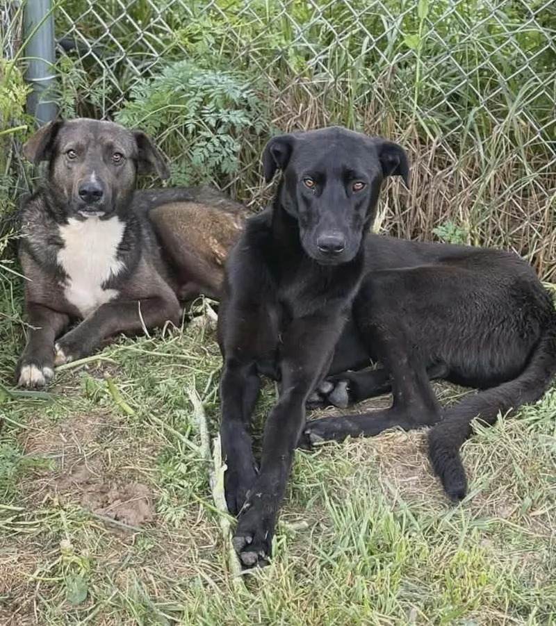 A young large-sized male Labrador Retriever dog named Clyde for adoption in Willingboro, NJ